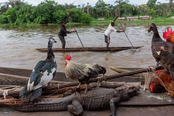 刚果河：刚果的命脉