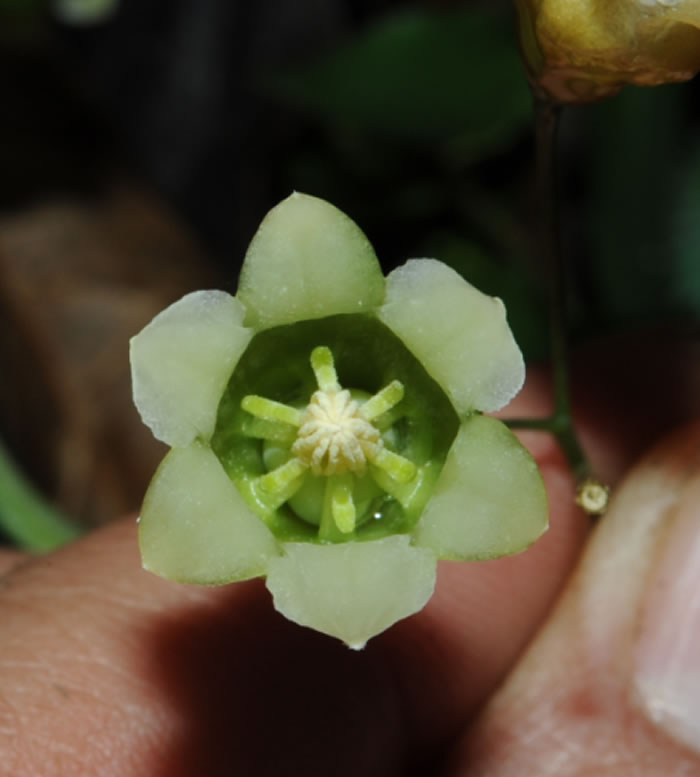 钟花黄精（Polygonatum campanulatum G. W. Hu）的花