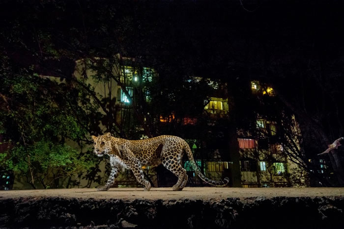在相机陷阱的闪光灯和孟买市区的光辉照耀下，一只花豹潜行在印度桑贾伊．甘地国家公园边缘。 Photograph by Steve Winter