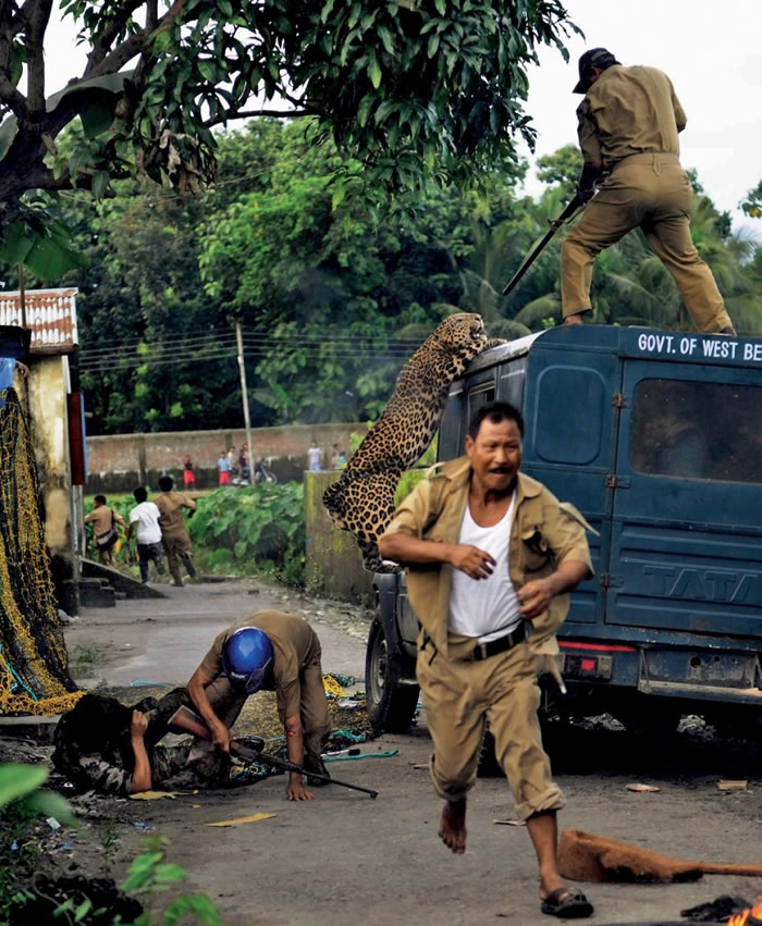 2012年7月，印度西孟加拉邦的巡林员与攻击人类引发混乱的花豹奋战。这只大猫在被制伏前攻击了六个人。 Photograph by AFP/GETTY IMAGE