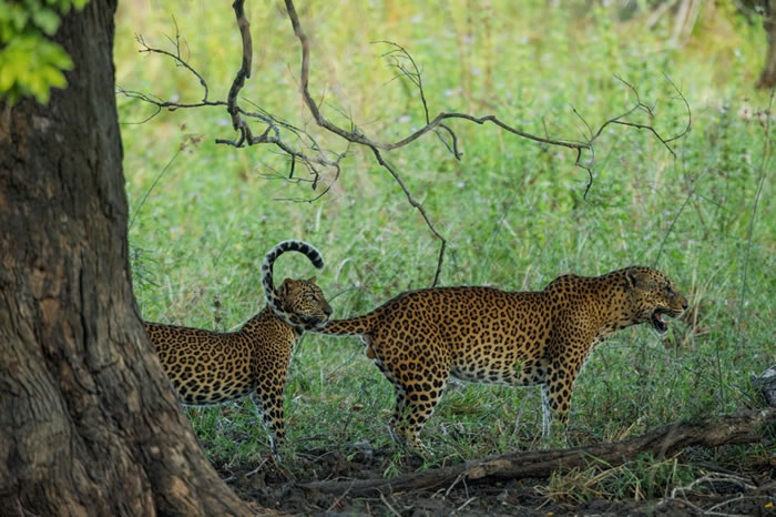 由于斯里兰卡雅拉国家公园的猎物充裕、竞争者少，这里的花豹数量旺盛。人类成群地涌入国家公园看花豹–他们不分昼夜在此漫游–促进了旅游业蓬勃发展。 Photograp