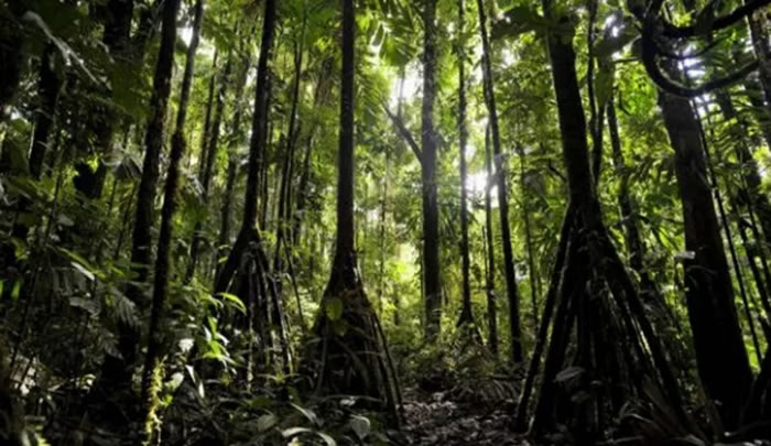 厄瓜多尔雨林中棕榈树Socratea exorrhiza或许是世界上唯一会移动的树