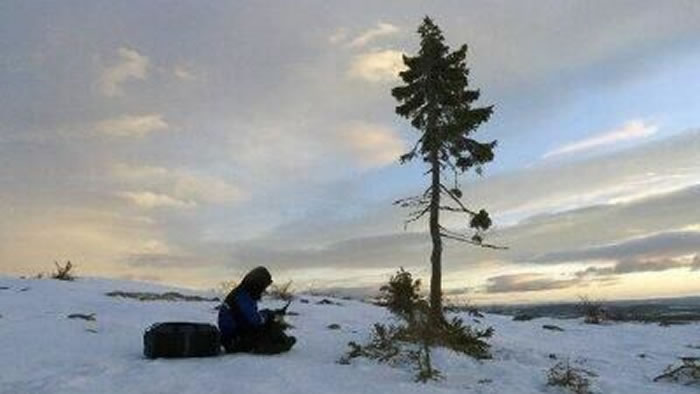 瑞典发现世界上最古老的树 9500年云杉命名为“老季科”