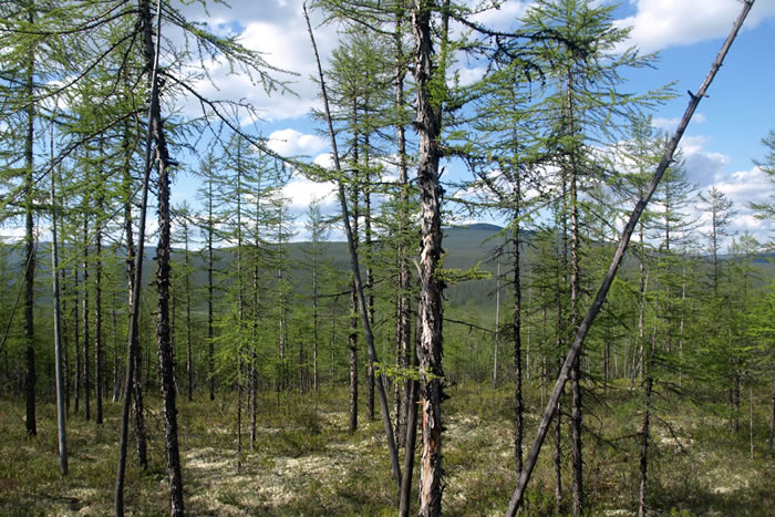 气候变化可能与地球的某些大片地区的同步的树生长模式有关联