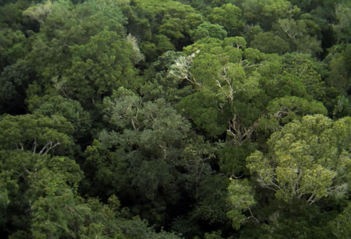 树叶的品质而非丰度决定森林吸收碳的能力