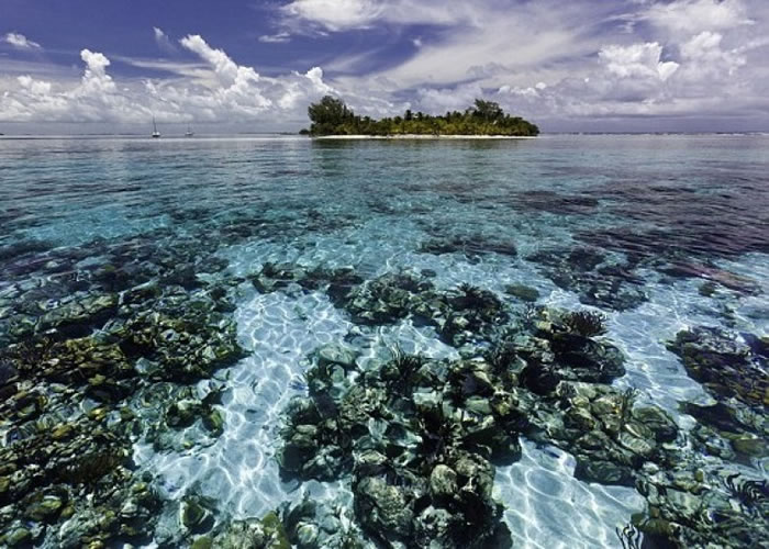 伯利兹堡礁有上千野生生物物种。