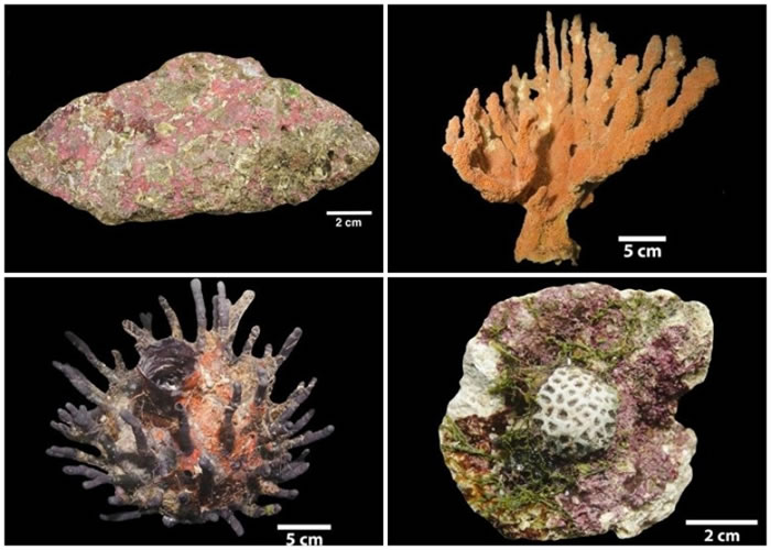 珊瑚礁中有不少种类的珊瑚。