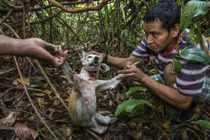秘鲁尤米巴托村的这只狗是被美洲豹咬死的，而马奇健格族村民相信这只美洲豹曾经是一个叫科内力欧的人。 PHOTOGRAPH BY CHARLIE HAMILTON