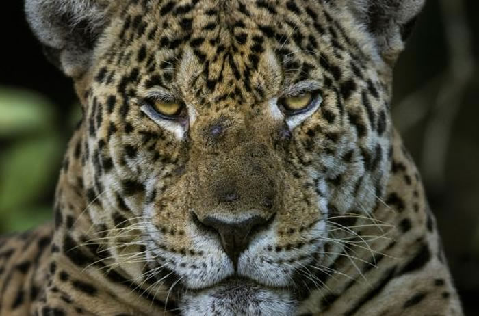马努的美洲豹，像是这只成年雄豹，必须和人类猎手竞争狩猎。它们有时甚至会猎杀人类小孩。 PHOTOGRAPH BY CHARLIE HAMILTON JAMES,