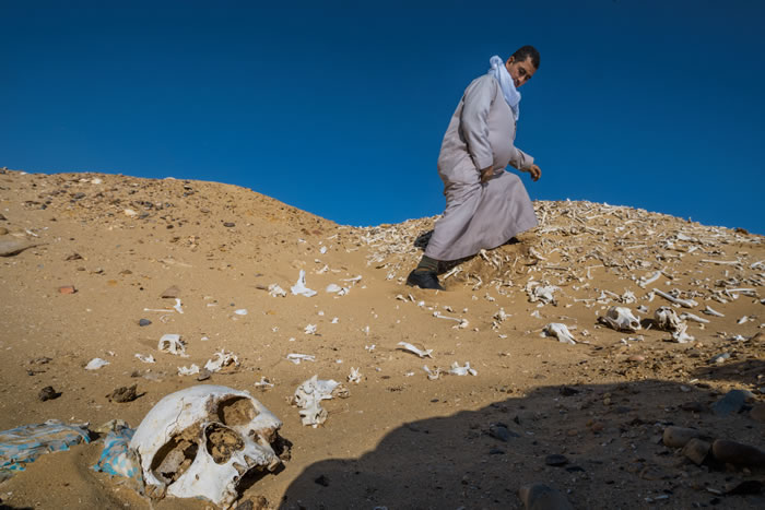 阿布希尔阿尔马拉克的警卫查看一座古墓，四周散落着人骨和盗掘洞。盗掘在这里是老问题，但在全球金融危机和2011年埃及革命之后，劫掠古物的行为急剧增加。 Photo