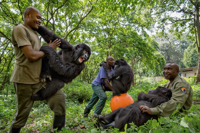 桑奎奎中心位于鲁曼加博，专门收留山地大猩猩孤儿。公园巡警在这里全天候照顾四只双亲遭杀害的年幼大猩猩，每几个星期才回家一次，而且与他们照顾的大猩猩非常亲密。从未有