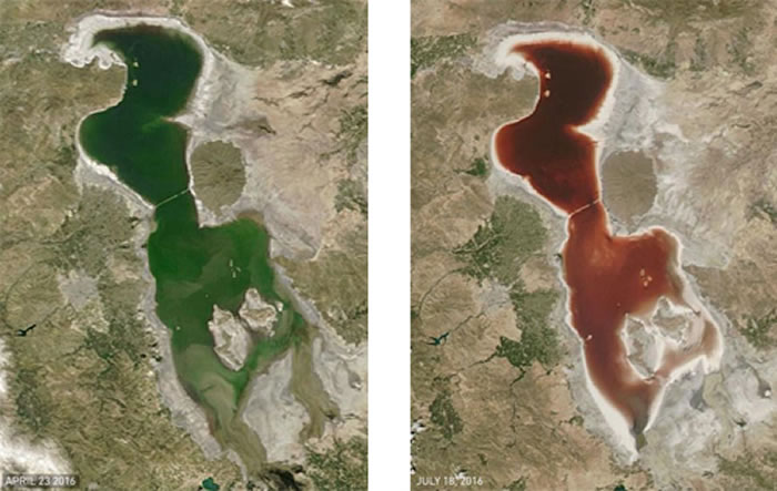 血色转变：尔米亚湖在4月23日还呈现绿色，等到7月18日透过NASA卫星观测，才发现该已转为血红色。 / PHOTOGRAPH BY NASA EARTH OB