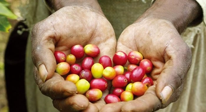 越南为咖啡原豆出产量全球第二大国。