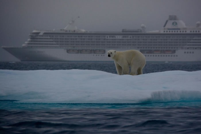 西北航道上有时可以看到野生北极熊。