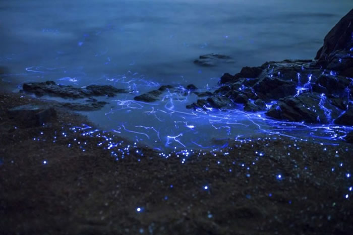 海边的海萤就如蓝宝石一样。