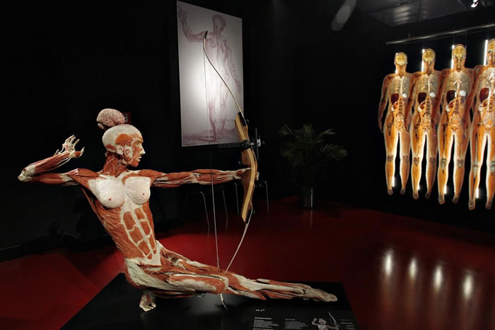 德国的解剖学家哈根斯的塑化生物机构把塑化技术保存的人体用各种姿势展示（如本图射箭姿势），表现出人体的精妙细微之处。 PHOTOGRAPH BY MICHELE