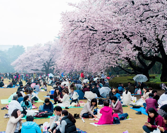 上千人聚集在东京的新宿御苑，在盛开的樱花树下野餐，庆祝日本一年一度的赏花季。 Photograph by Albert Bonsfills
