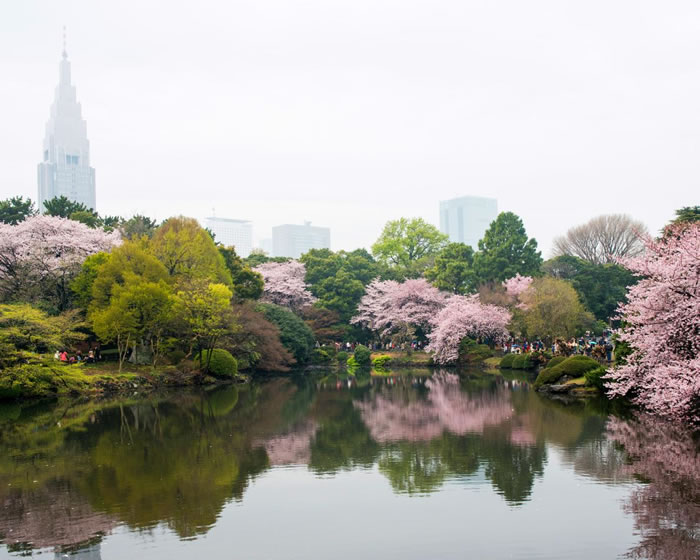 东京新宿御苑的丛丛粉红樱花树遮掩了后方的摩天大楼。 Photograph by Albert Bonsfills