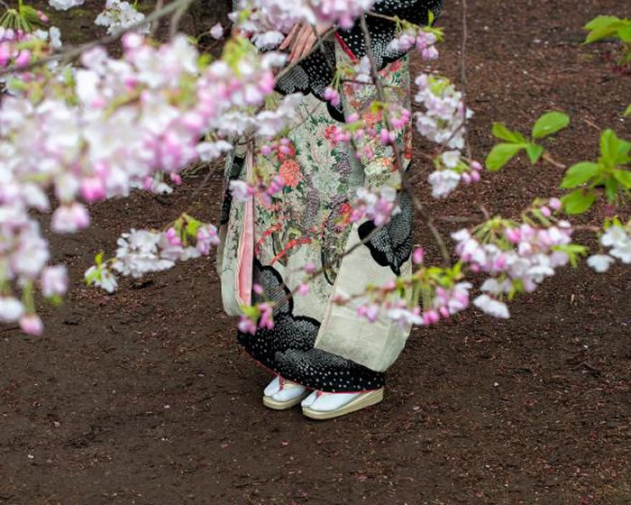 一位游客在东京新宿御苑一棵绽放的樱花树下驻足。 Photograph by Albert Bonsfills