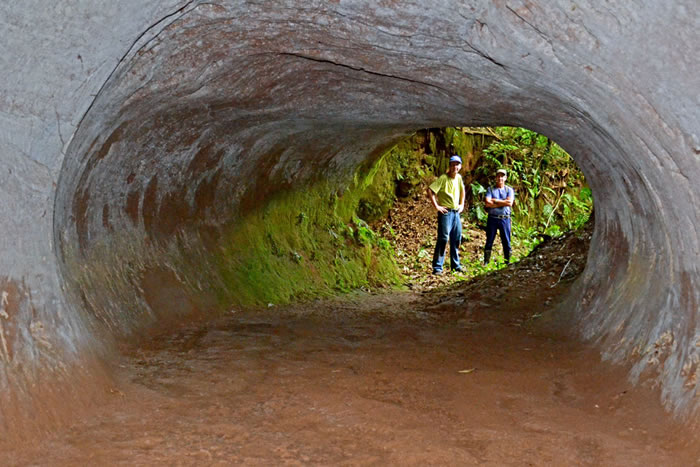 巴西绝种巨型树懒挖逾千个神秘巨洞？