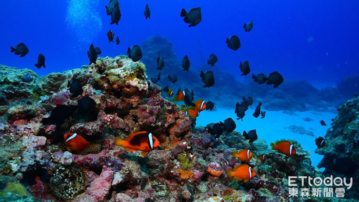 台湾绿岛美丽海底世界：珊瑚卵宝宝依附在珊瑚妈妈身上