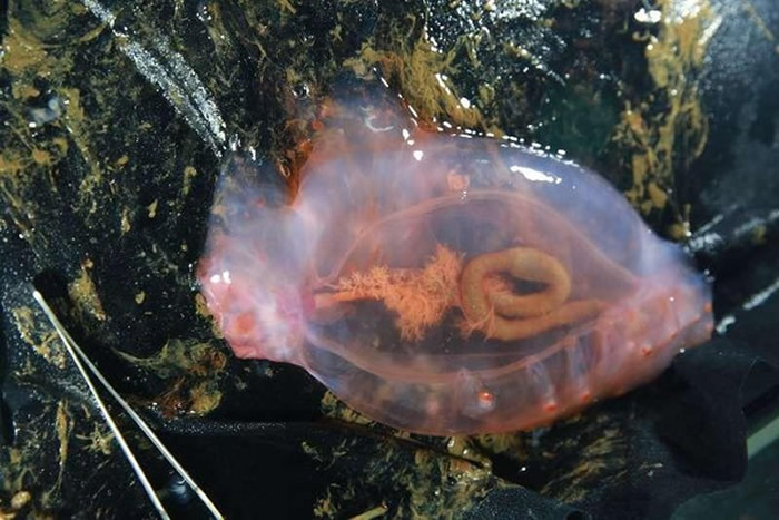 「蛟龙」号在雅浦海沟找到透明海参。