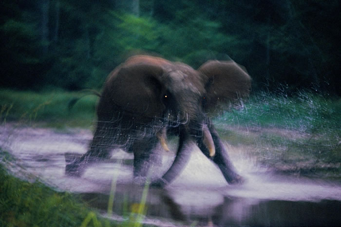 1993年，中非共和国赞加拜（Dzanga Bai）里狂奔的大象。 PHOTOGRAPH BY MICHAEL NICHOLS, NATIONAL GEOGRA