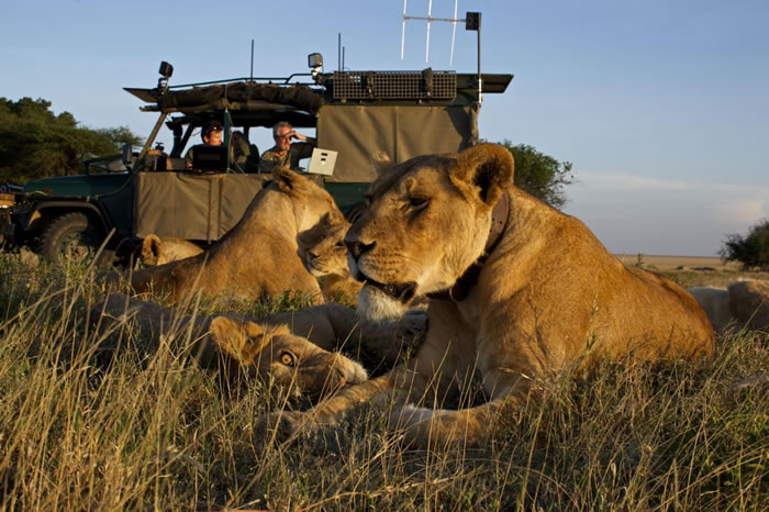 2012年，在塞伦盖提国家公园（Serengeti National Park）利用自动照相机拍摄的照片中，尼可斯与妻子瑞芭（Reba）和助理内森．威廉姆森（N