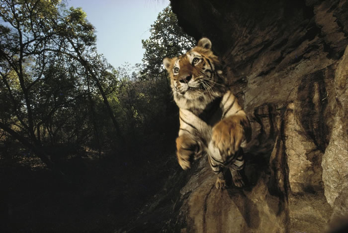 1996年，印度班达迦国家公园（Bandhavgarh National Park）内的相机陷阱拍到一只名为Charger的老虎。 PHOTOGRAPH BY