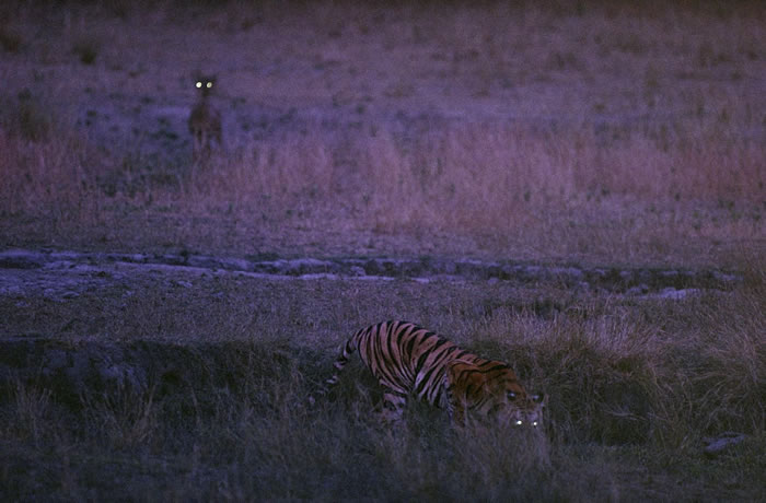 1996年，印度班达迦国家公园（Bandhavgarh National Park）中的老虎Bachhi与鹿。 PHOTOGRAPH BY MICHAEL NI