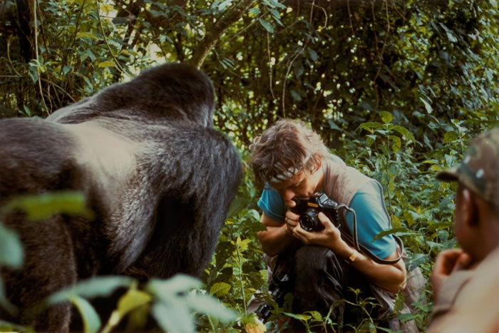 1991年，尼可斯与一只银背山地大猩猩在萨伊（Zaire，今刚果民主共和国）的画面。 PHOTOGRAPH BY PETER WILKINS