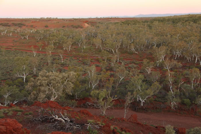 西澳大利亚皮尔布拉地区的一个小套桉（Eucalyptus victrix）森林。
