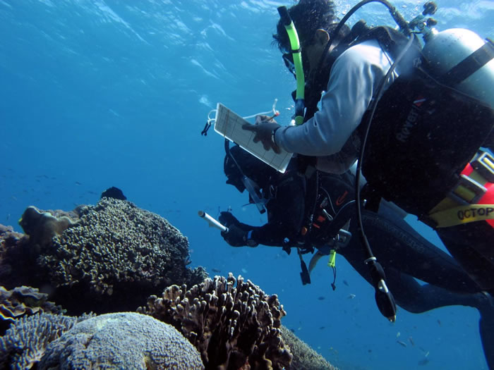 Joleah Lamb博士和Syafyudin Yusuf博士对印度尼西亚珊瑚礁疾病的可见征兆进行勘测。