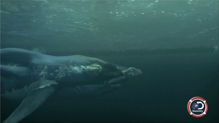 美国Discovery频道纪录片：“飞鱼”菲尔普斯百米对决大白鲨 整整输两秒