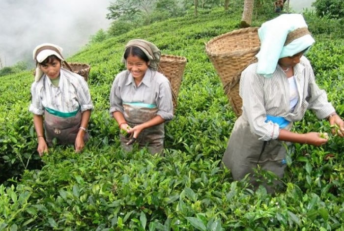 新闻背后：“红茶皇者” 印度西孟加拉省北方的大吉岭红茶