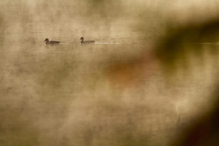 绿头鸭游过瓦尔登湖水面。 PHOTOGRAPH BY TIM LAMAN