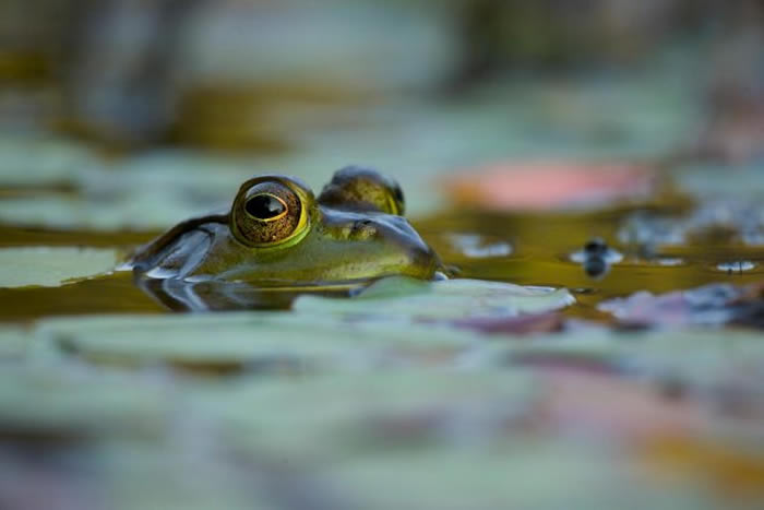一只牛蛙从浮水植物中探头。 PHOTOGRAPH BY TIM LAMAN