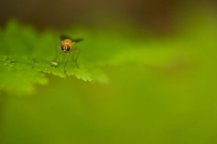 一只苍蝇停留在蕨叶上。 PHOTOGRAPH BY TIM LAMAN