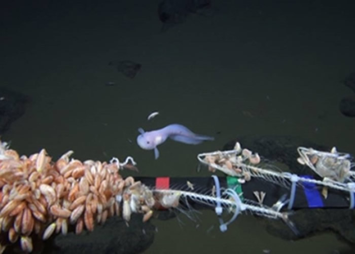 无人探测器拍到深海有鱼类出现。