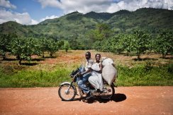乌干达咖啡农如何自救？