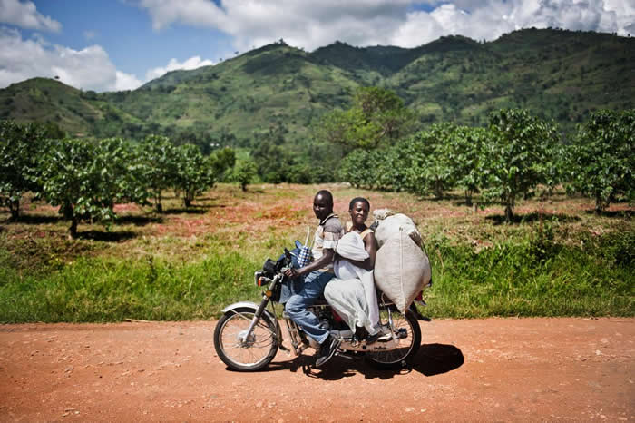 在乌干达，大多数的咖啡农民是小农，他们主要藉由卖咖啡豆赚取每年的现金收入。 PHOTOGRAPH BY SVEN TORFINN, PANOS PICTURES