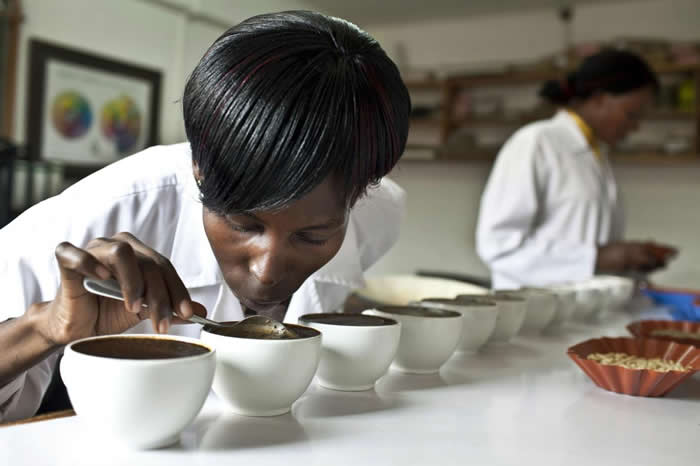 咖啡的品质是透过「杯测」程序来评估，这里位于乌干达坎帕拉的Good African Coffee公司。 PHOTOGRAPH BY JONATHAN TORGO