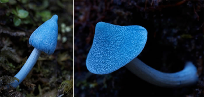 霍氏粉褶菌（Entoloma hochstetteri），图片来自Steve Axford 