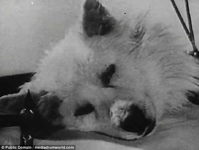 前苏联科学家动物恐怖头身分离实验：成功让断开的狗头张嘴复活数小时