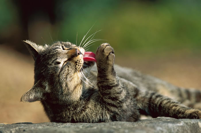 猫在理毛时会把唾液散布到全身上下。科学家在一项研究中发现，每公克猫毛里含有将近100万个活的细菌。 PHOTOGRAPH BY MITSUAKI IWAGO,
