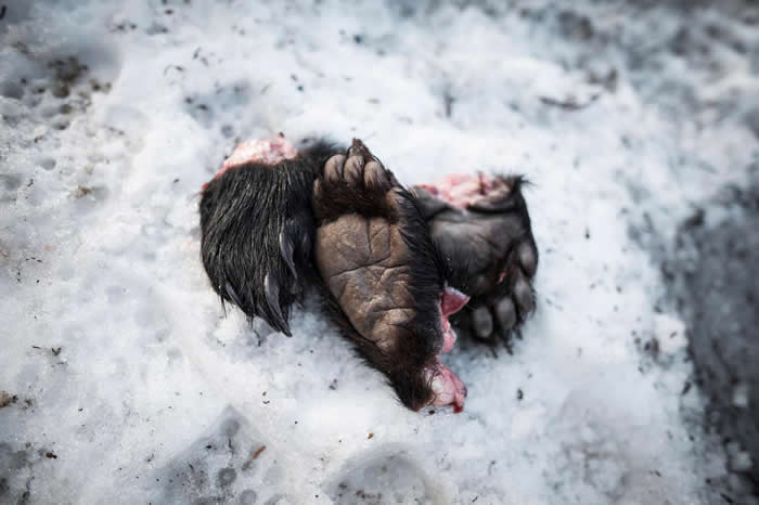 猎人以又鬼刀用力切割时，能一刀将动物的肉与肌腱切断。猎人先把熊掌切下来，才会将熊尸剥皮。 PHOTOGRAPH BY JAVIER CORSO