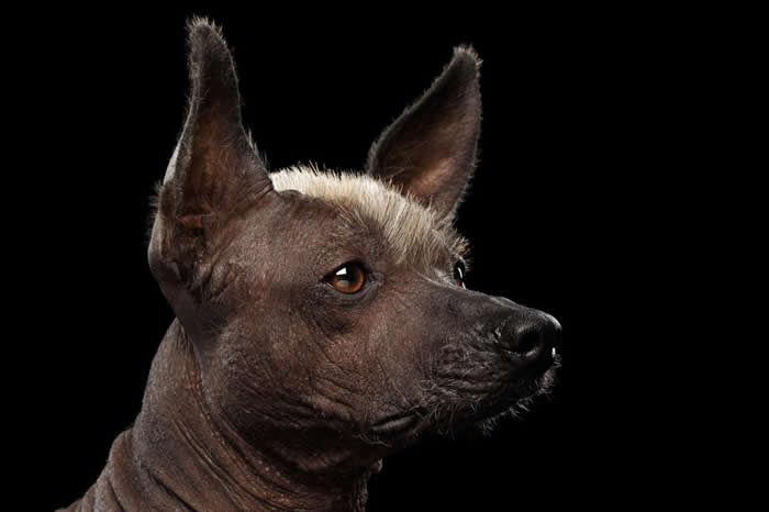 墨西哥的西班牙殖民者几乎将无毛犬吃到绝种了。 PHOTOGRAPH BY SERGEY TARAN