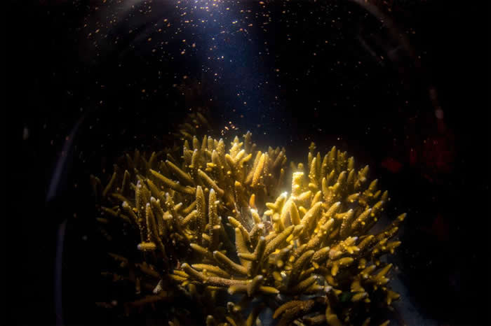赫伦岛沿岸的珊瑚通常在11月的满月后产卵。 PHOTOGRAPH BY GARY CRANITCH, QUEENSLAND MUSEUM