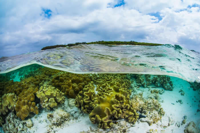 大堡礁南部赫伦岛沿岸的珊瑚。 PHOTOGRAPH BY GARY CRANITCH, QUEENSLAND MUSEUM