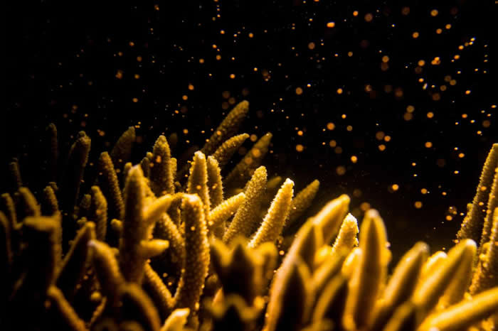 大堡礁的珊瑚在繁殖季时，会在夜间特定时段于水中释放大量精子和卵子。 PHOTOGRAPH BY GARY CRANITCH, QUEENSLAND MUSEUM